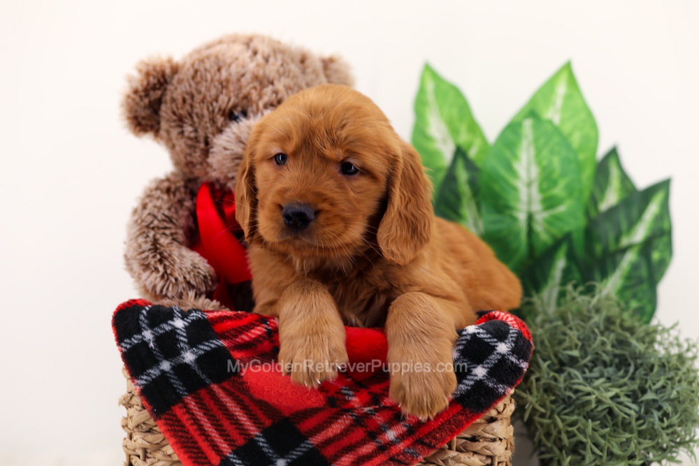 Chief Image of Chief, a Golden Retriever puppy
