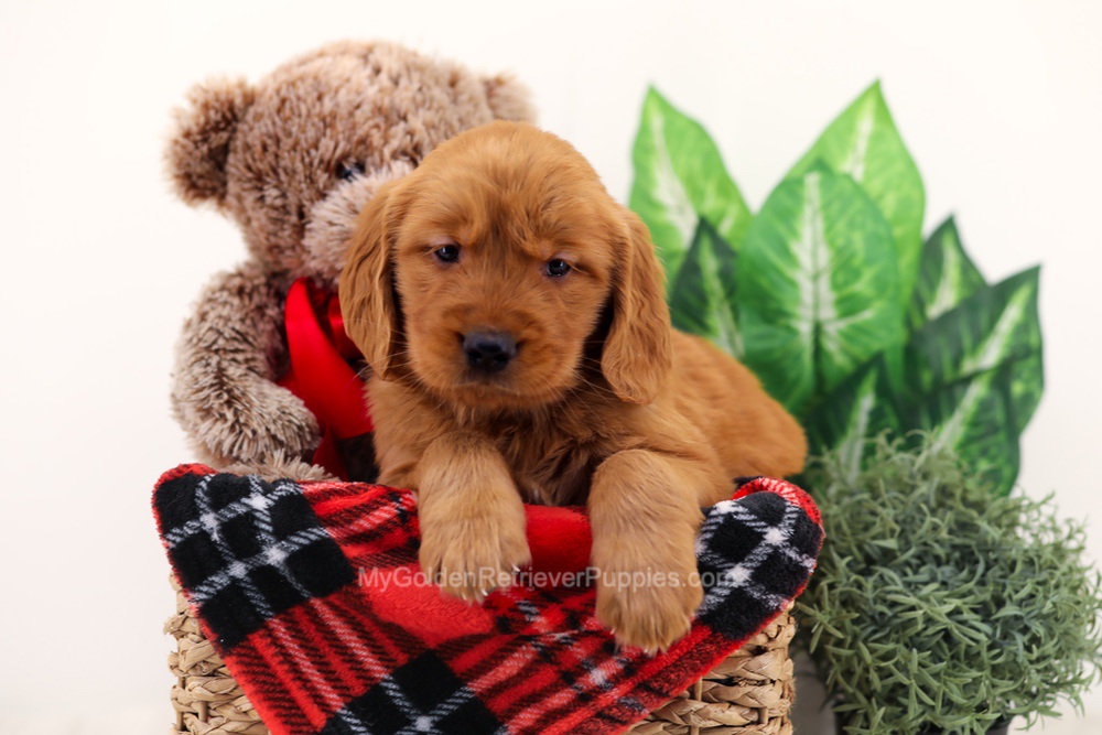 Chief Image of Chief, a Golden Retriever puppy