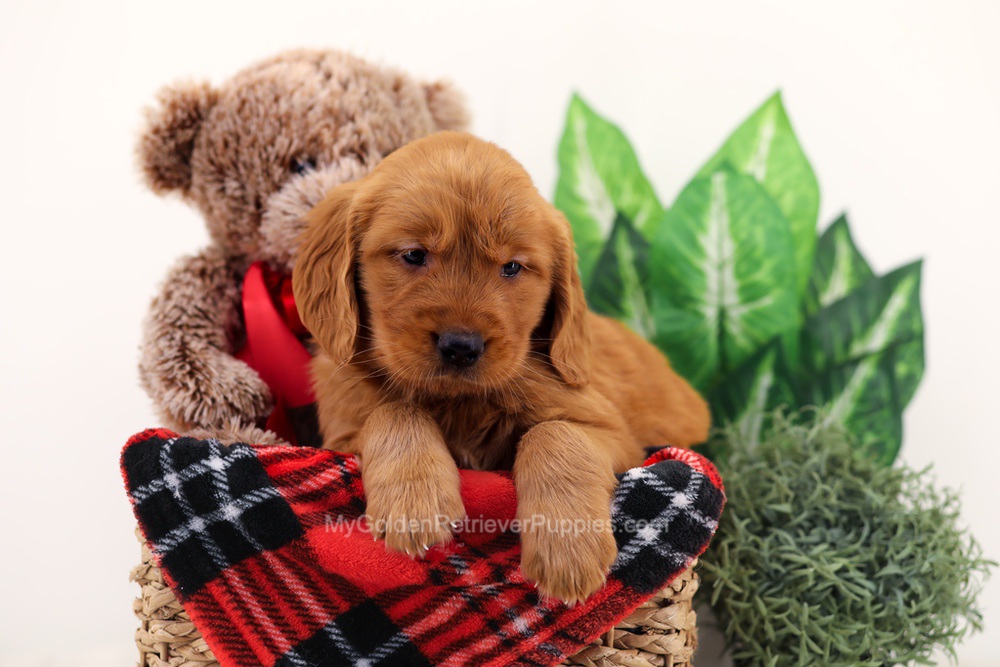 Chief Image of Chief, a Golden Retriever puppy