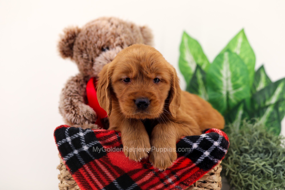 Chief Image of Chief, a Golden Retriever puppy