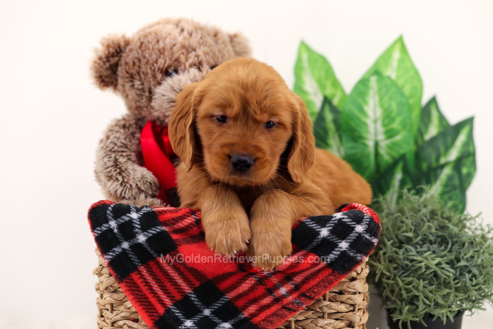 Chief Image of Chief, a Golden Retriever puppy