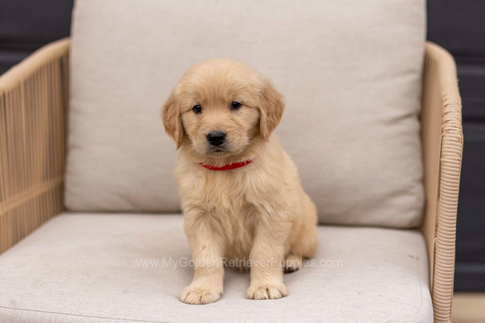 Clover Image of Clover, a Golden Retriever puppy