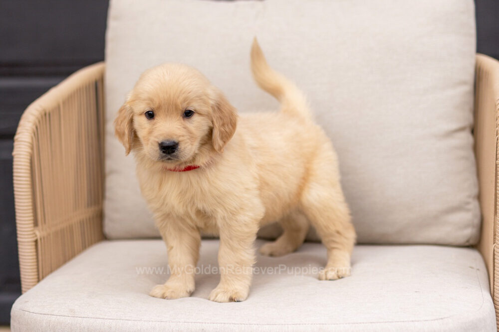 Clover Image of Clover, a Golden Retriever puppy