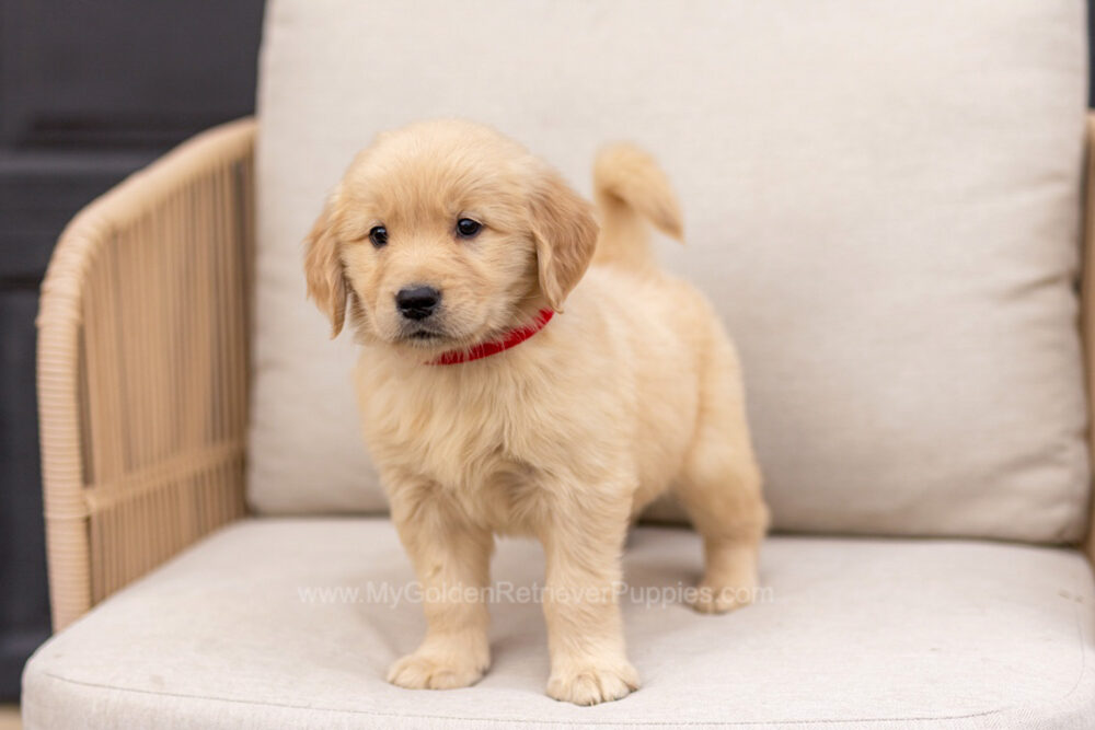Clover Image of Clover, a Golden Retriever puppy