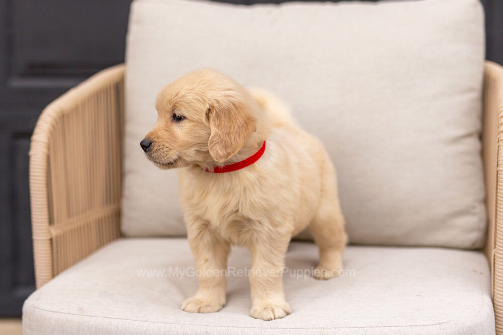 Clover Image of Clover, a Golden Retriever puppy