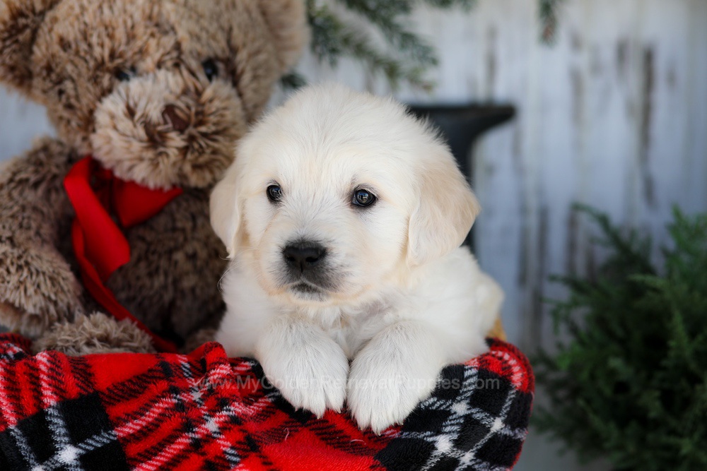 Cody Image of Cody, a Golden Retriever puppy