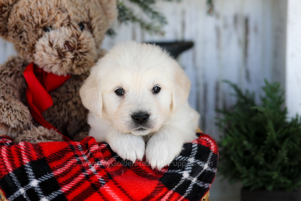 Cody Image of Cody, a Golden Retriever puppy