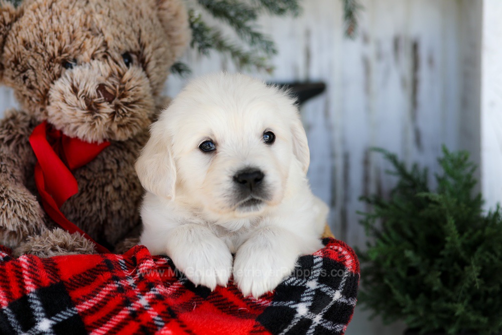 Cody Image of Cody, a Golden Retriever puppy