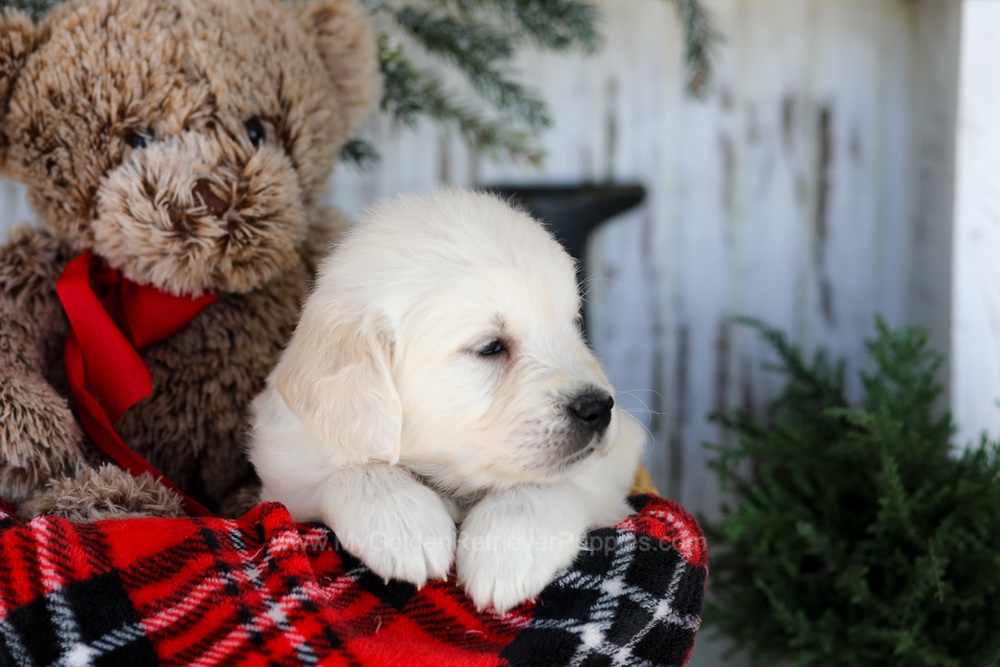 Cody Image of Cody, a Golden Retriever puppy