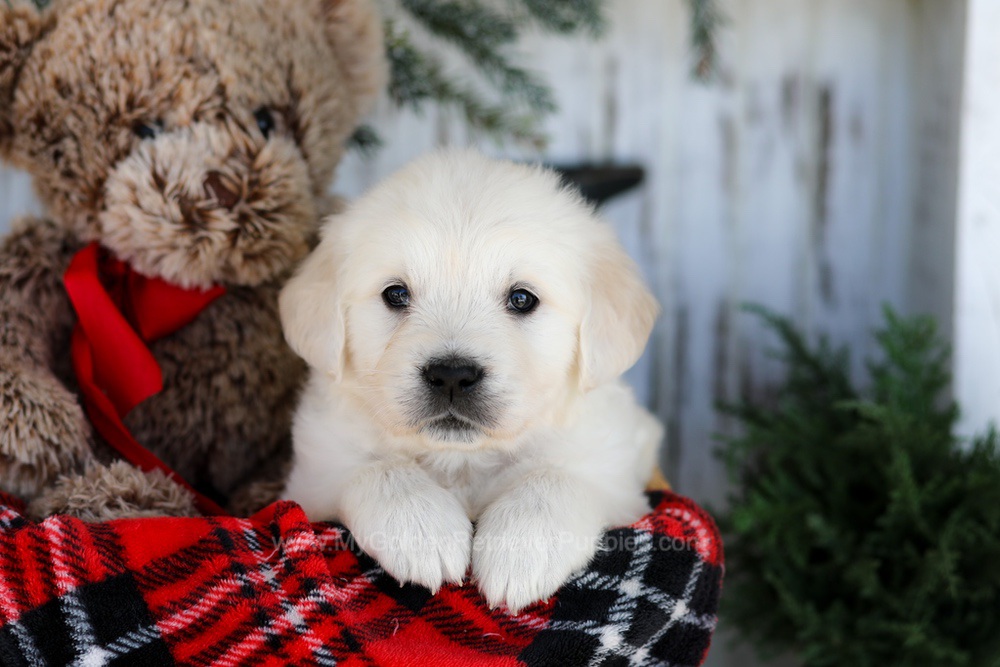 Cody Image of Cody, a Golden Retriever puppy