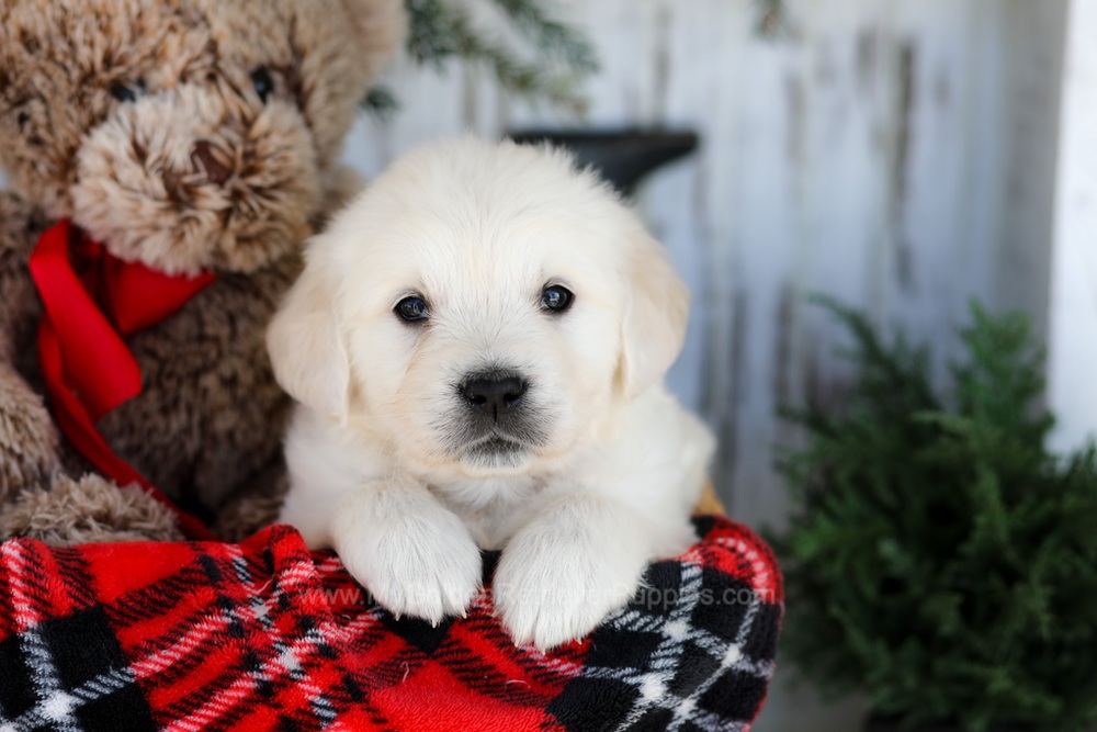 Cody Image of Cody, a Golden Retriever puppy