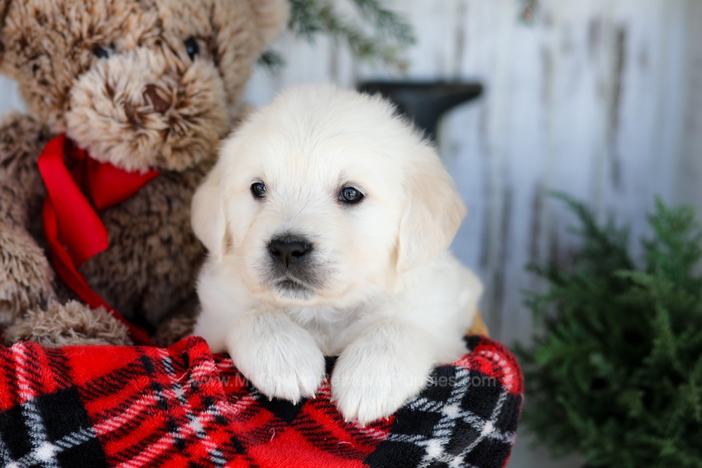 Cody Image of Cody, a Golden Retriever puppy
