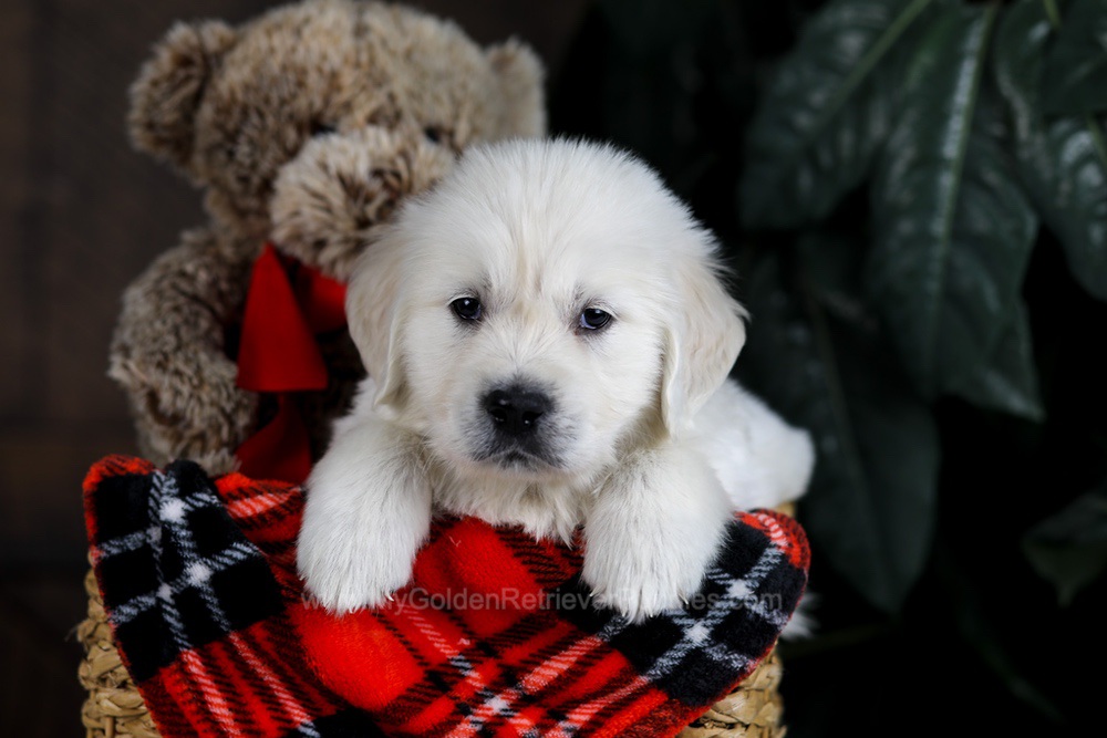 Diesel Image of Diesel, a Golden Retriever puppy