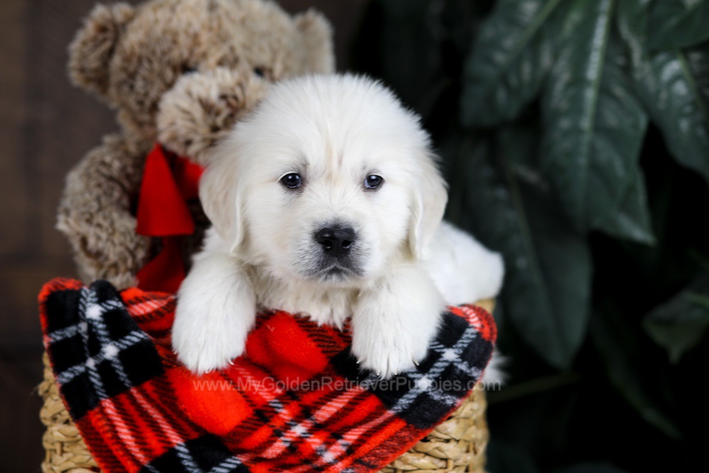 Diesel Image of Diesel, a Golden Retriever puppy