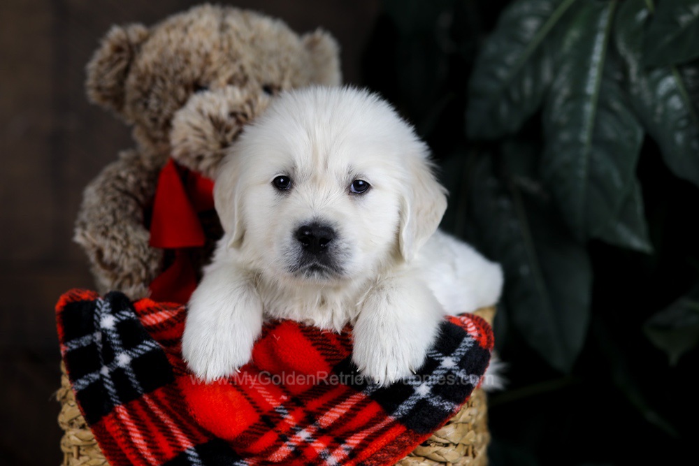 Diesel Image of Diesel, a Golden Retriever puppy