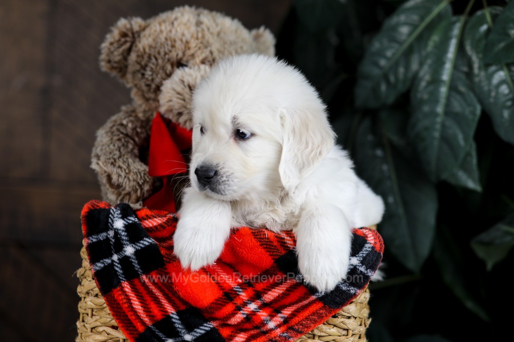 Diesel Image of Diesel, a Golden Retriever puppy