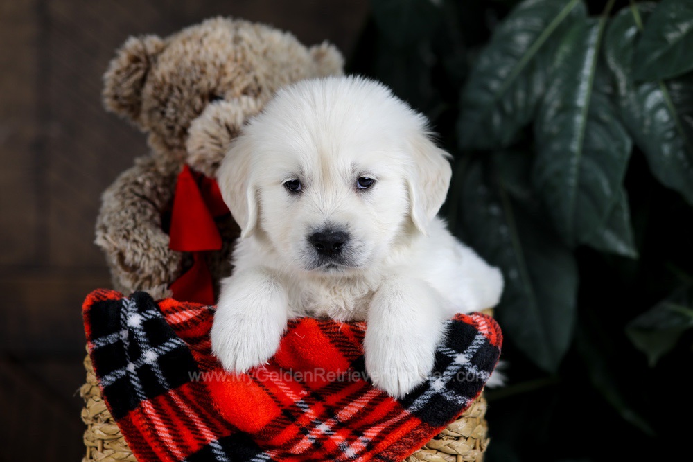 Diesel Image of Diesel, a Golden Retriever puppy