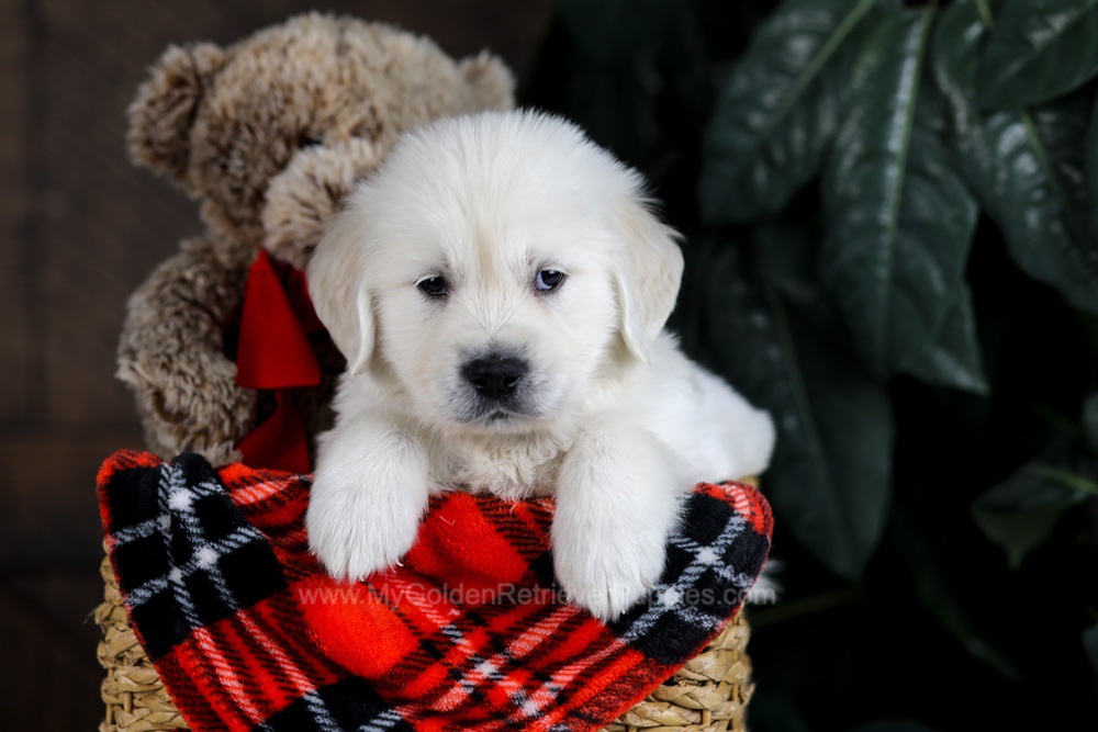 Diesel Image of Diesel, a Golden Retriever puppy