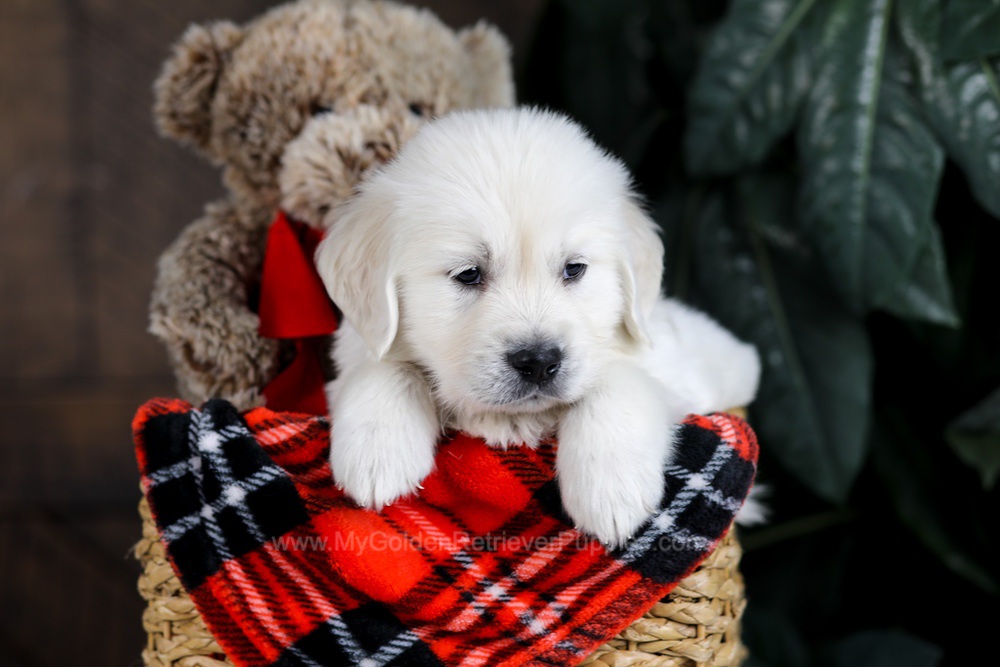 Diesel Image of Diesel, a Golden Retriever puppy
