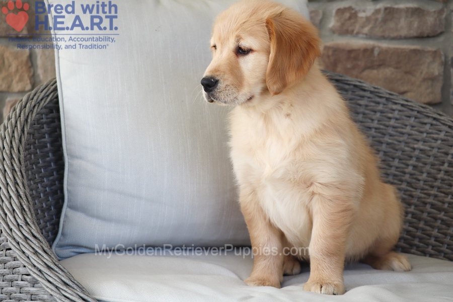 Dolly Image of Dolly, a Golden Retriever puppy