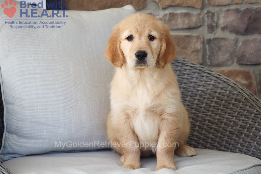 Dolly Image of Dolly, a Golden Retriever puppy