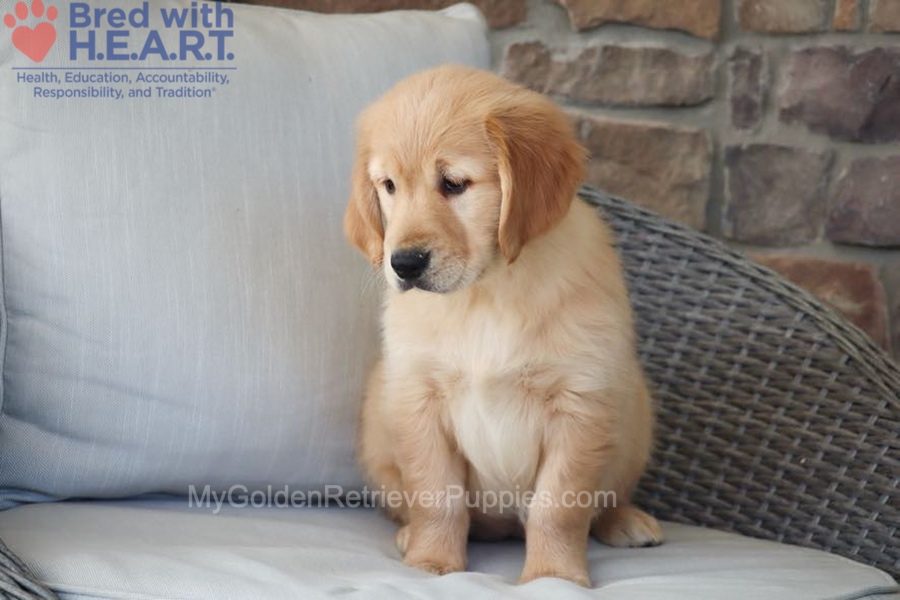 Dolly Image of Dolly, a Golden Retriever puppy