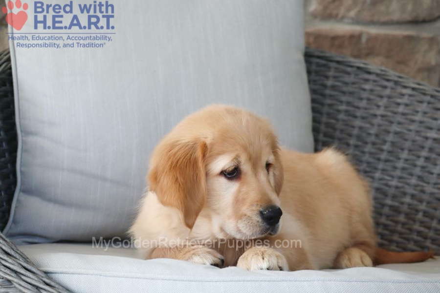 Dolly Image of Dolly, a Golden Retriever puppy