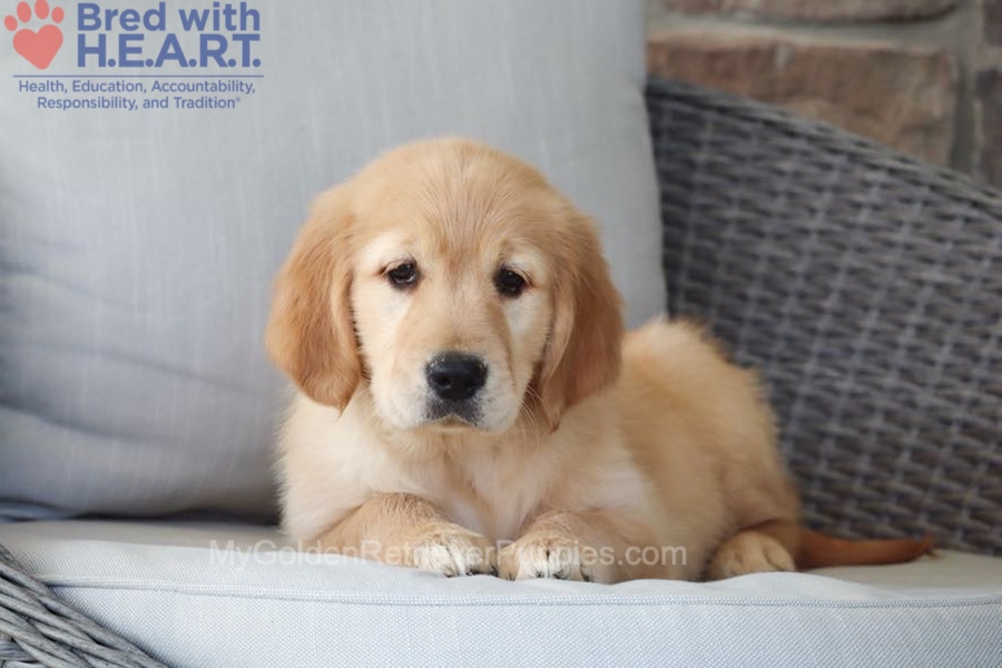 Dolly Image of Dolly, a Golden Retriever puppy