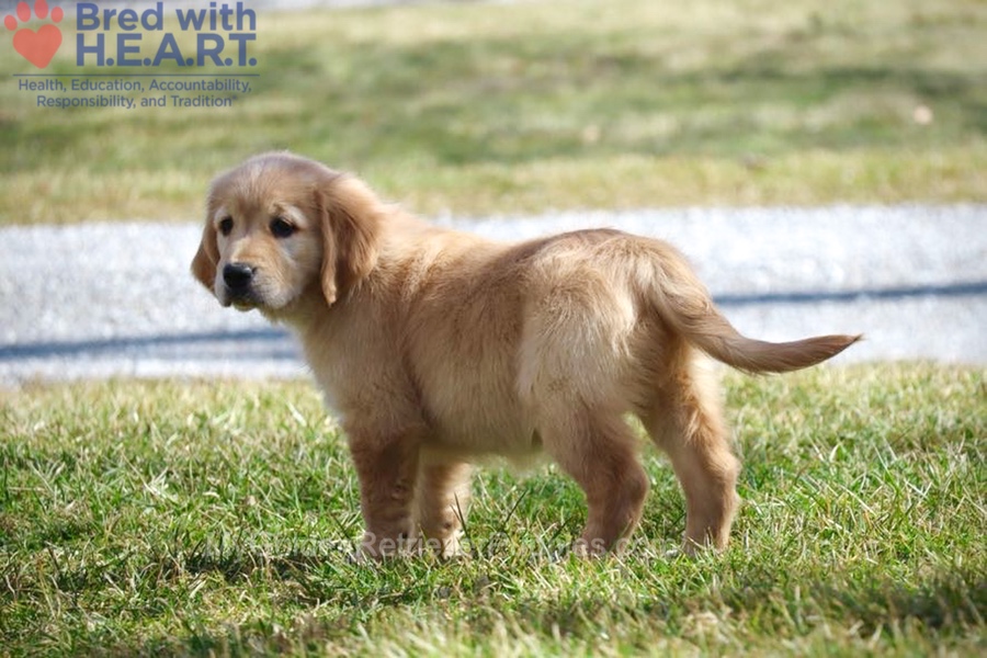 Dolly Image of Dolly, a Golden Retriever puppy