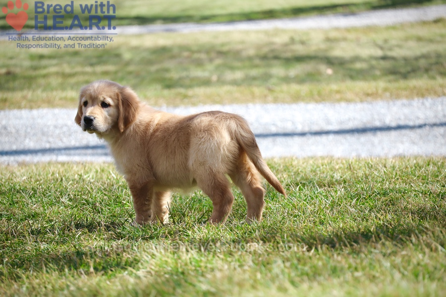 Dolly Image of Dolly, a Golden Retriever puppy