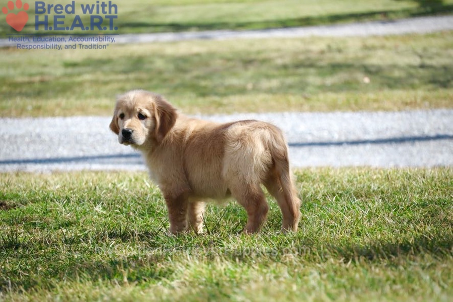 Dolly Image of Dolly, a Golden Retriever puppy