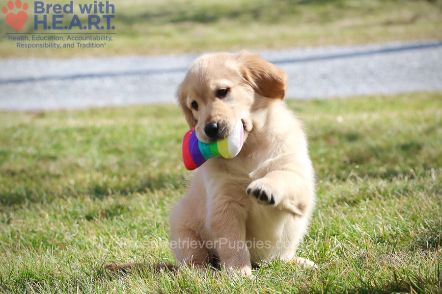 Dolly Image of Dolly, a Golden Retriever puppy