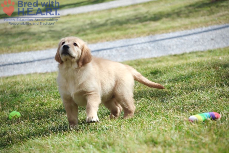 Dolly Image of Dolly, a Golden Retriever puppy