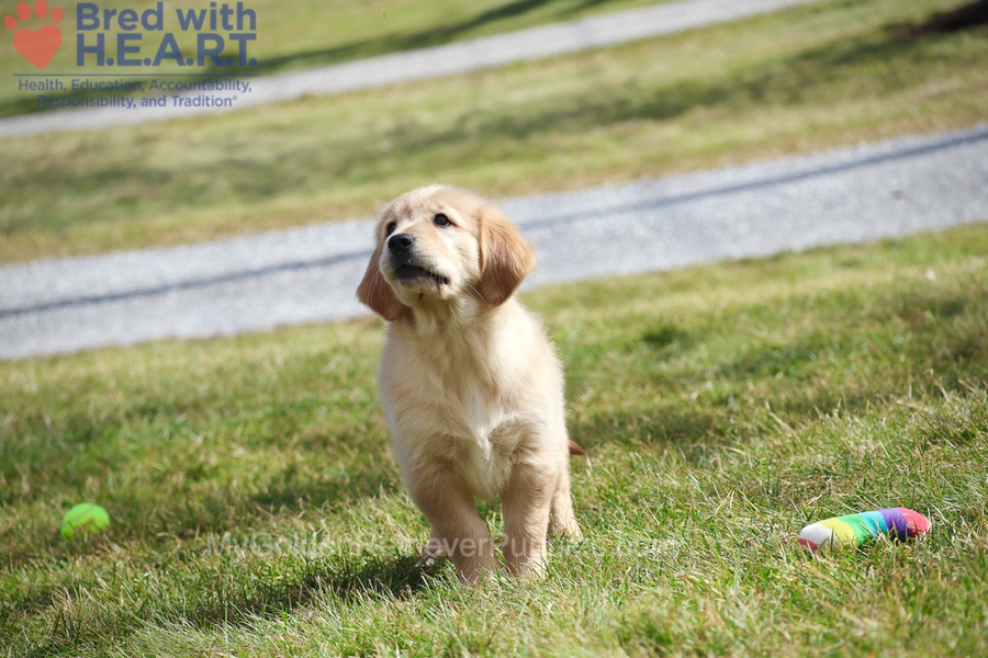 Dolly Image of Dolly, a Golden Retriever puppy
