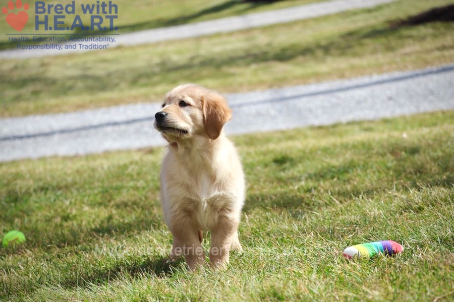 Dolly Image of Dolly, a Golden Retriever puppy
