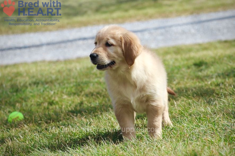 Dolly Image of Dolly, a Golden Retriever puppy