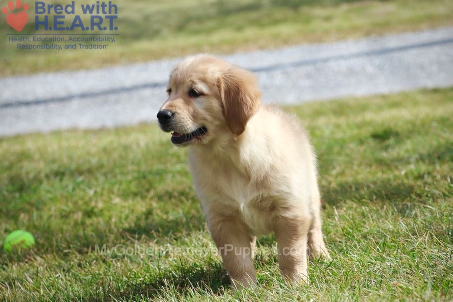 Dolly Image of Dolly, a Golden Retriever puppy