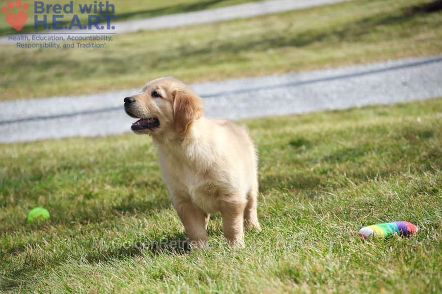 Dolly Image of Dolly, a Golden Retriever puppy