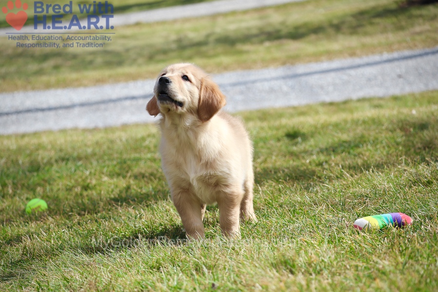 Dolly Image of Dolly, a Golden Retriever puppy