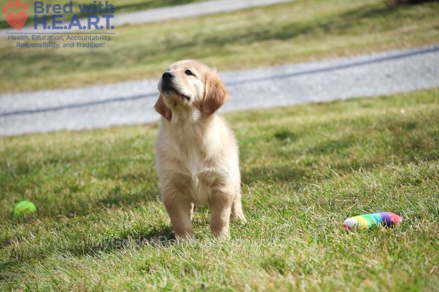 Dolly Image of Dolly, a Golden Retriever puppy