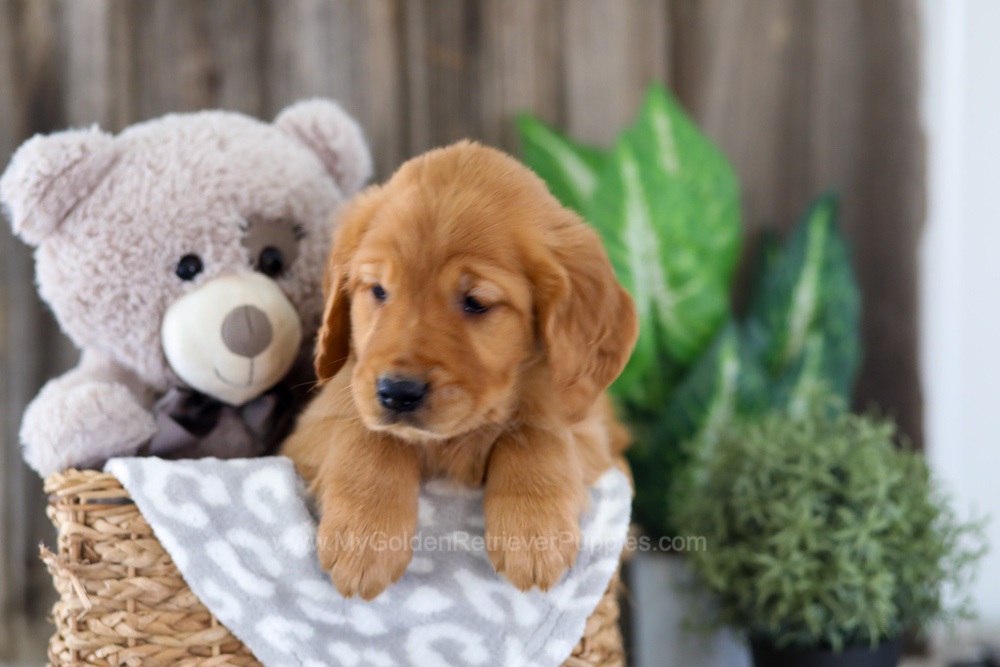 Elyse Image of Elyse, a Golden Retriever puppy