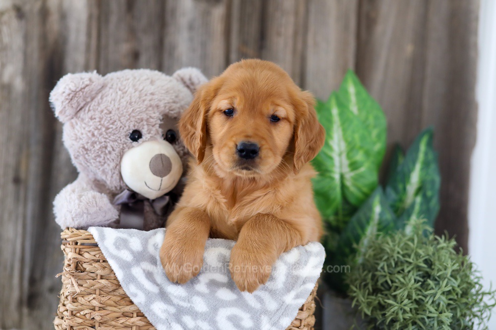 Elyse Image of Elyse, a Golden Retriever puppy