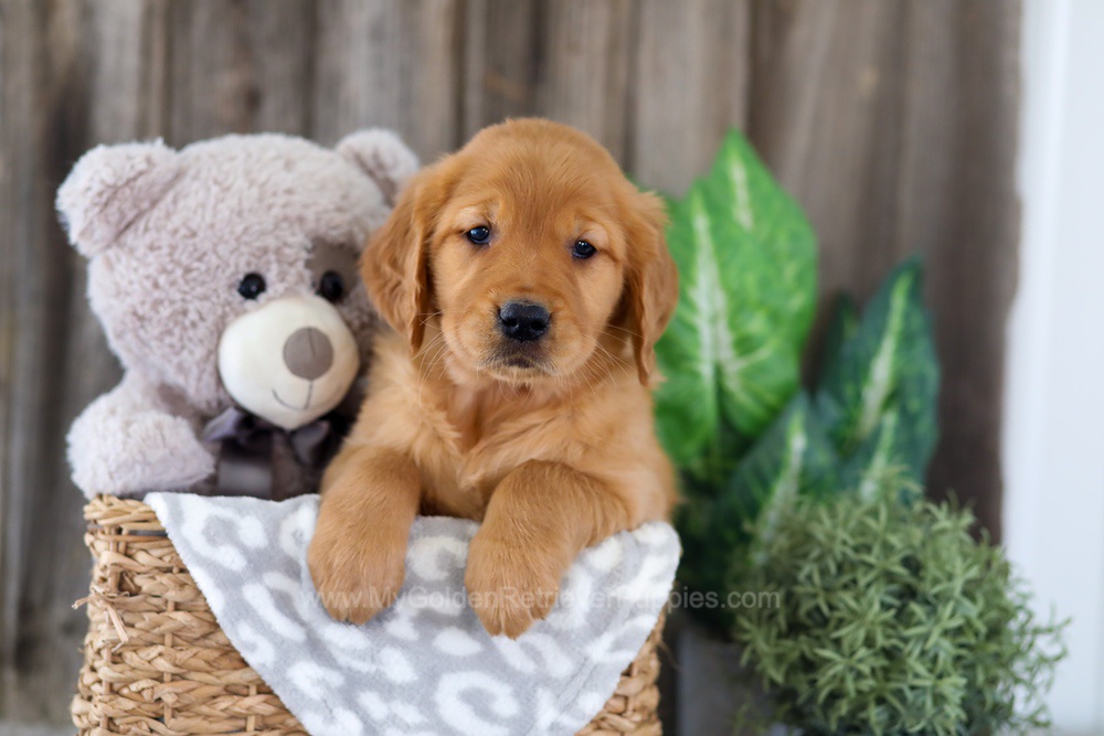 Elyse Image of Elyse, a Golden Retriever puppy