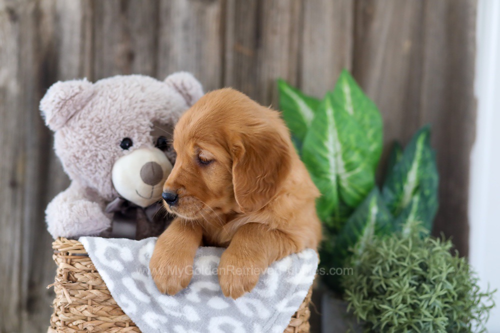 Elyse Image of Elyse, a Golden Retriever puppy
