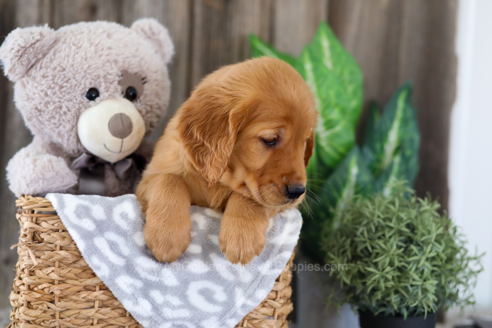 Elyse Image of Elyse, a Golden Retriever puppy