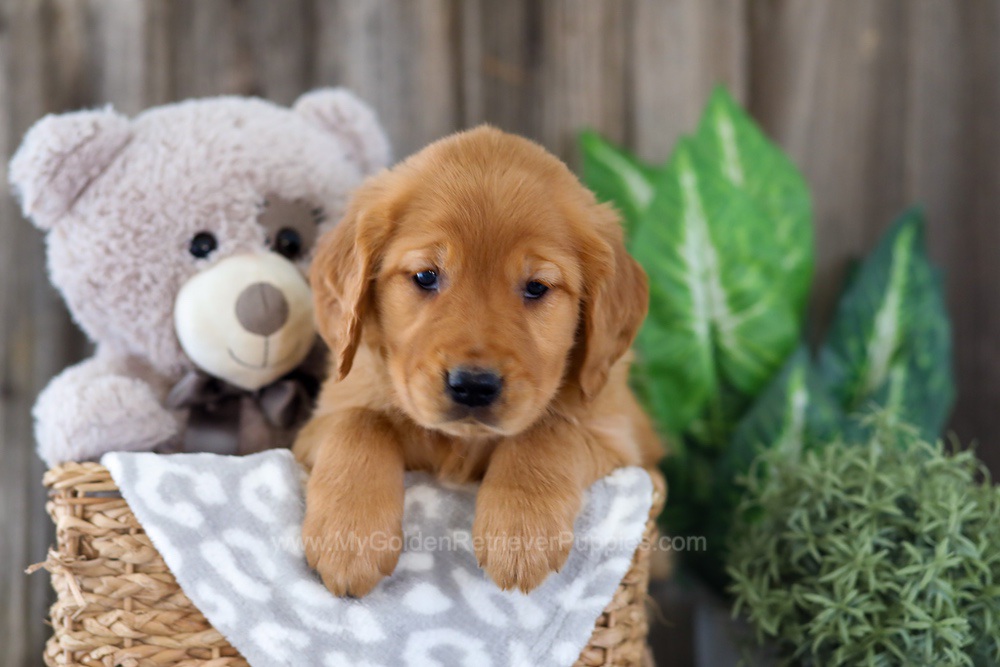 Elyse Image of Elyse, a Golden Retriever puppy