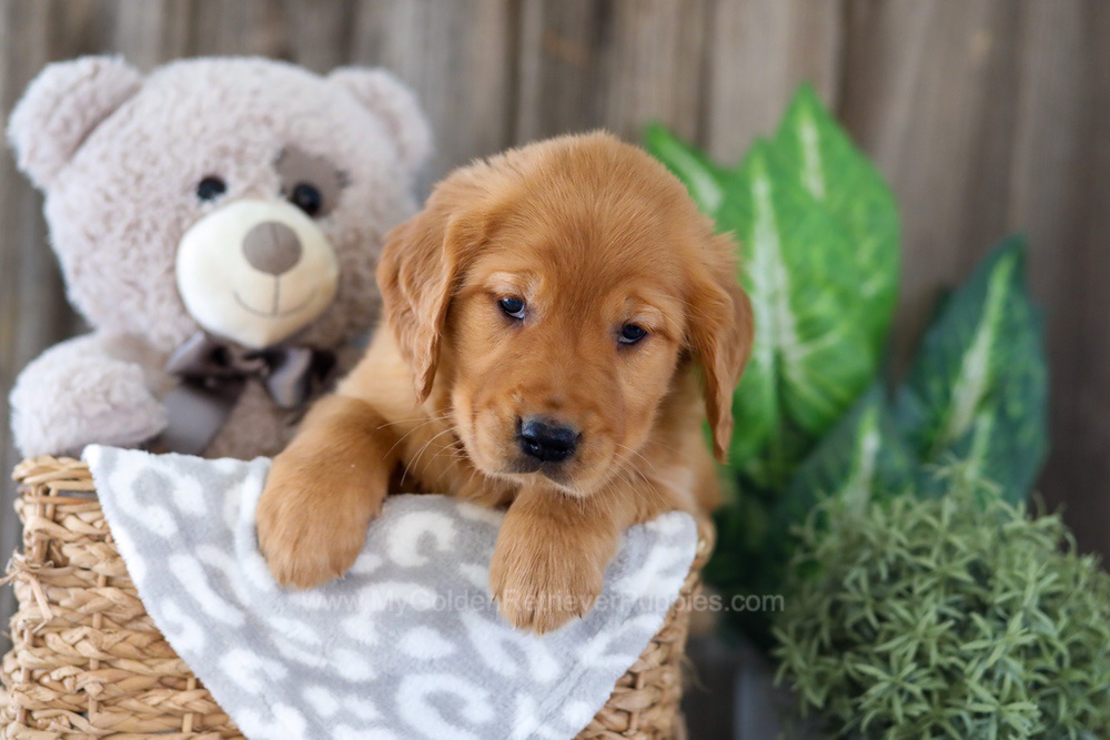 Elyse Image of Elyse, a Golden Retriever puppy