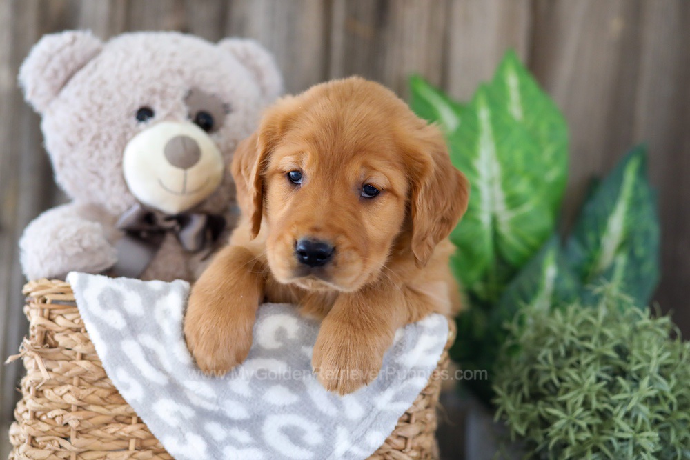 Elyse Image of Elyse, a Golden Retriever puppy
