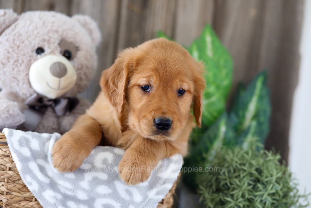 Elyse Image of Elyse, a Golden Retriever puppy