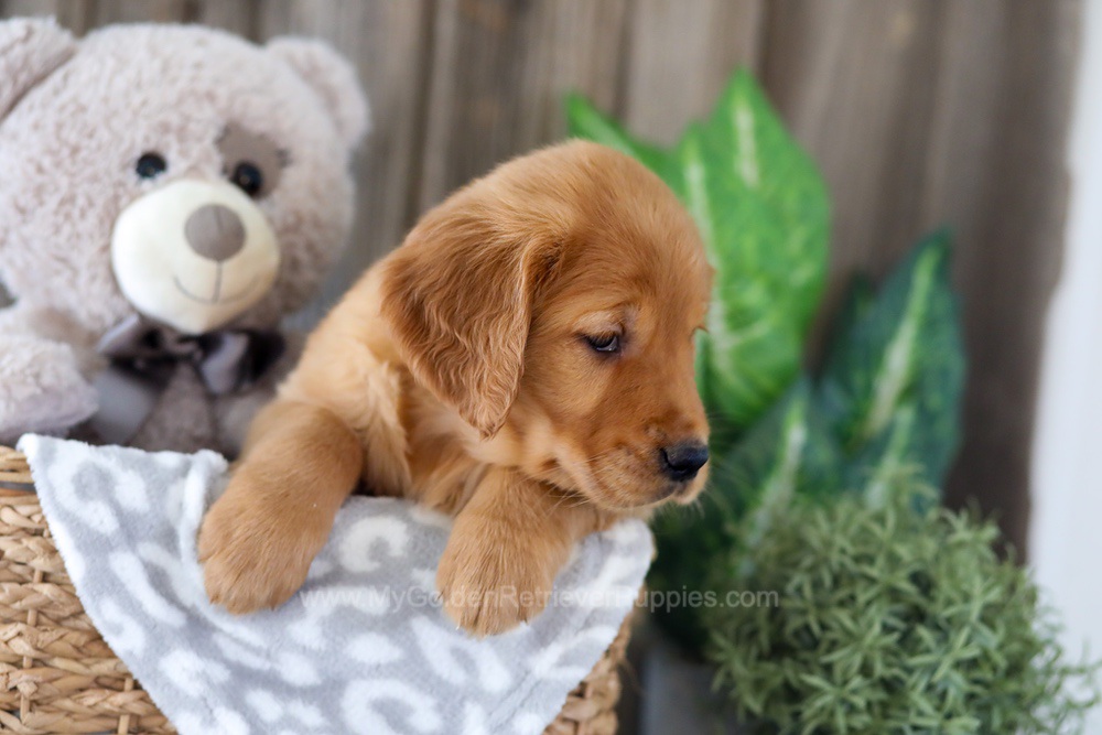 Elyse Image of Elyse, a Golden Retriever puppy